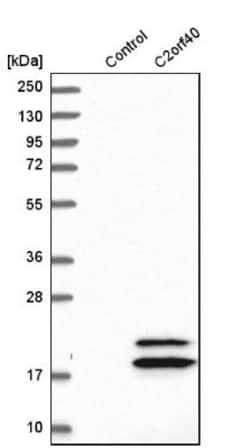 ECRG4 Antibody, Novus Biologicals 0.1mL; Unlabeled:Antibodies, Polyclonal